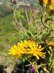 Bee on yellow mountain flowers