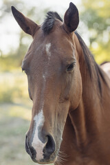 Obraz premium A brown horse from the fields of South America looking at the camera. Eastern Republic of Uruguay. America.