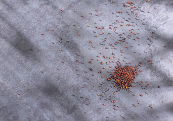 Organic black mustard seeds - Brassica nigra