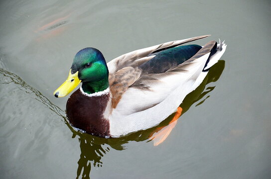 Ente, Erpel