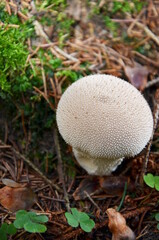 Pilz Regenmantel, Pilze, essbare Pilze