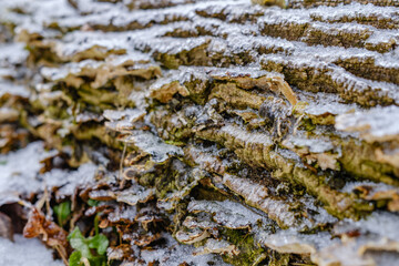 Ice covered tree with mushrooms