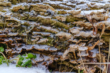 mushrooms on bark covered with ice