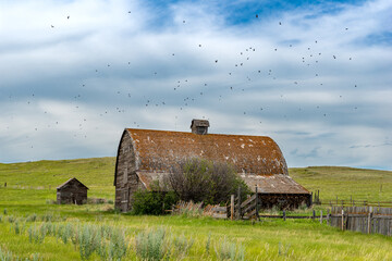 Birds flying over an old, abandoned prairie barn in the Flintoft-Lankenheath area of Saskatchewan