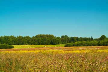 Obraz premium summer meadow against the blue sky, forest in the background