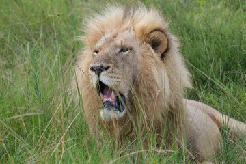 Male lion portraits, among the tall green grass on safari in South Africa. Panting on a hot...