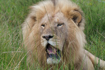Male lion portraits, among the tall green grass on safari in South Africa. Panting on a hot...