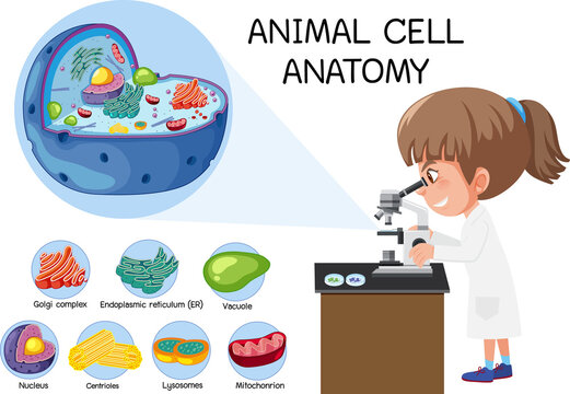 Anatomy of animal cell (Biology Diagram)