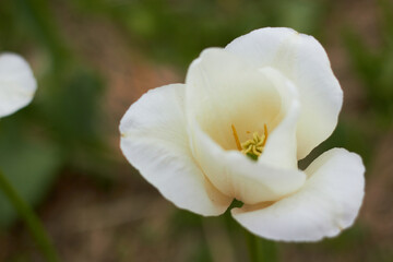 Beautiful tulips
at the tulip festival.
Beauty of nature. Spring, youth, growth concept. 