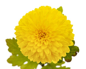 Yellow flowers of chrysanthemum, isolated on white background