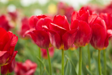 Obraz premium Beautiful colorful tulips at the tulip festival. Beauty of nature. Spring, youth, growth concept.