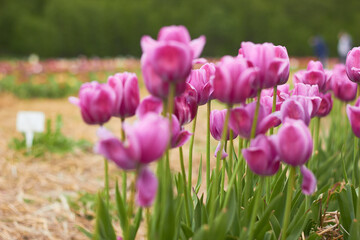 Pink tulips in full bloom
at the tulip festival. 
Beauty of nature. Spring, youth, growth concept.