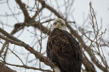 Young Eagle