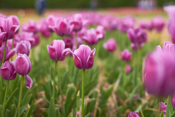 Pink tulips in full bloom
at the tulip festival. 
Beauty of nature. Spring, youth, growth concept.
