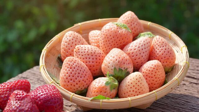 Fresh pink strawberries sweet and juicy, Pineberry or Hula Berry a hybrid strawberry.