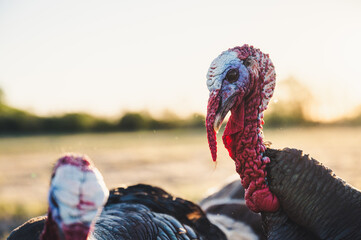 Turkeys near pasture at sunset