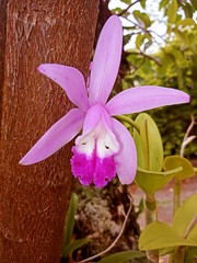 purple and white orchid
