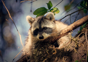 mapache subido encima de un arbol mirando hacia abajo