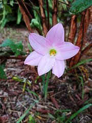 spring flower in the forest