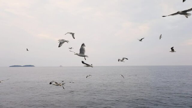 Image of seagulls flying around the fishing boat at Adriatic sea, Croatia.