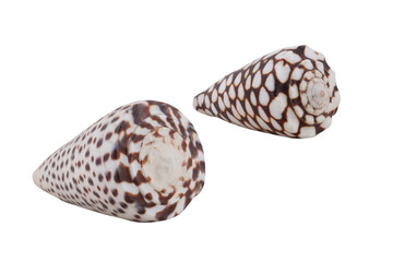 Isolated shells on white background 