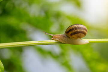 Snail on green stem in summer. - Powered by Adobe
