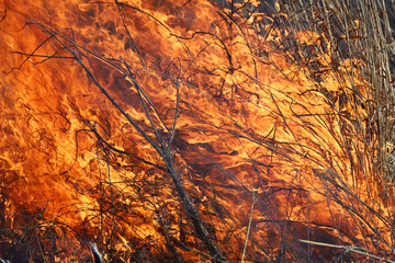 Wild Fire - Burning Earth