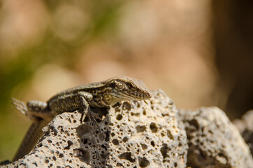 Little lizard on a stone