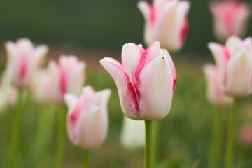 Beautiful colorful tulips
at the tulip festival.
Beauty of nature. Spring, youth, growth concept.