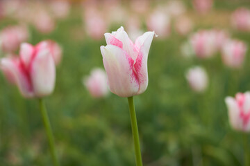 Beautiful colorful tulips
at the tulip festival.
Beauty of nature. Spring, youth, growth concept.