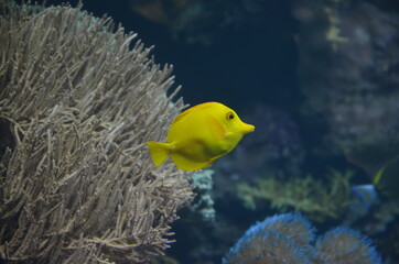 Zebrasoma, Fisch, gelb, Unterwasser
