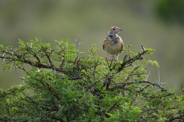 Cape clapper lark perched in a tree on safari in South Africa, on a beautiful hot summer's day
