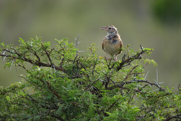 Cape clapper lark perched in a tree on safari in South Africa, on a beautiful hot summer's day
