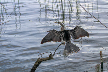 Anhinga bird stretching his wings 