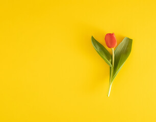 Fototapeta premium fresh red tulip with green leaves on yellow background. minimal flat lay. splendid easter idea. minimal background