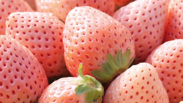 Fresh pink strawberries sweet and juicy, Pineberry or Hula Berry a hybrid strawberry.
