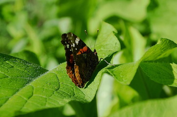 Schmetterling, Admiral