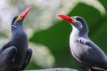 Inca Tern / Bird with a mustache  