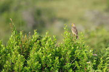 Cape clapper lark perched in a tree on safari in South Africa, on a beautiful hot summer's day