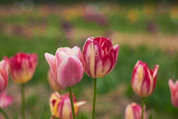Obraz premium Beautiful colorful tulips at the tulip festival. Beauty of nature. Spring, youth, growth concept.