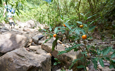 Frutas venenosas canyons do RS Brasil