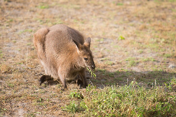 Australian kangaroo eating grass in the meadow.