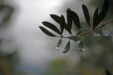 Close-up view of olive tree twigs and leaves with water drops after a winter rain