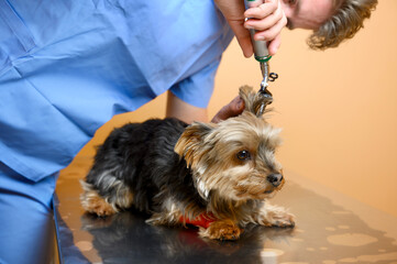 Veterinarian inspecting dog ears with otoscope on table at animal hospital. High quality photo