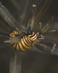 macro de una oruga de mariposa monarca
