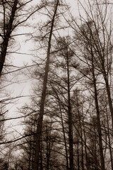 Fototapeta na wymiar trees in the woods