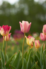 Obraz premium Beautiful colorful tulips at the tulip festival. Beauty of nature. Spring, youth, growth concept.