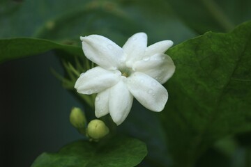 Fototapeta na wymiar dew on beautiful white jasmine flowers 