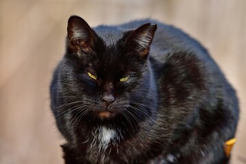 冬の日差しを浴びながらくつろぐ黒猫