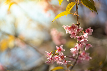 Sakura flowers blooming blossom in Chiang Mai, Thailand